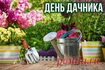 На День дачника желаю
С удовольствием работать —
Сеять, рыхлить и копать,
Каждый корешок с заботой
Вам растить, оберегать!