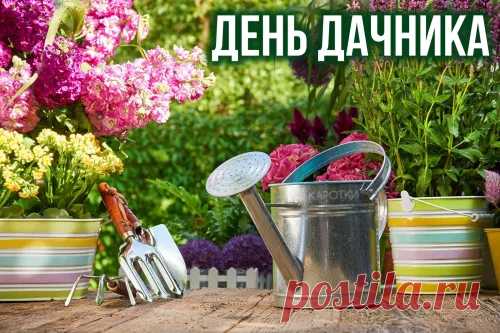 На День дачника желаю
С удовольствием работать —
Сеять, рыхлить и копать,
Каждый корешок с заботой
Вам растить, оберегать!