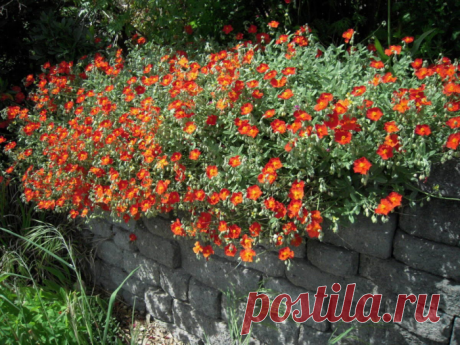 Солнцецвет: посадка и уход в открытом грунте