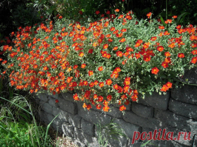 Солнцецвет: посадка и уход в открытом грунте