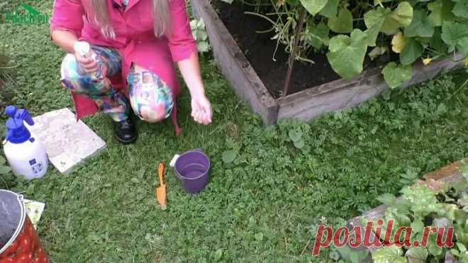 🥒 Как спасти огурцы от августовского стресса и снимать урожай до холодов