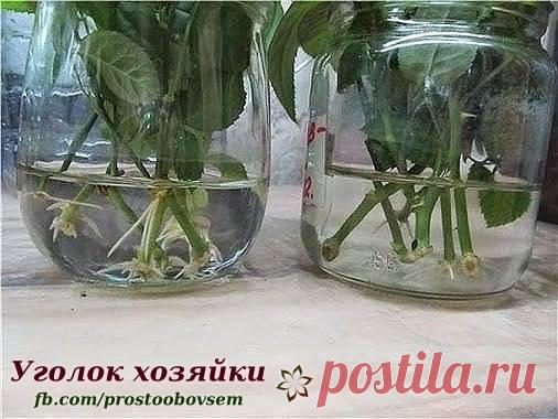 Уголок хозяйки обо всем - Хроника