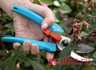 #СадоводствоЦветоводствоАрки

 ОСОБЕННОСТИ УХОДА ЗА РОЗАМИ

Вернемся к нашим самым обаятельным и привлекательным цветам - розам. Казалось бы мы уже сделали самое главное - выбрали отличные саженцы и правильно их посадили на самом лучшем участке нашего сада, но не все так просто.
Наша королева не только прекрасна, но и очень капризна, строга и прихотлива, впрочем как и все настоящие королевы и требует к себе постоянного внимания.
Она может не простить даже маленькие наши ош...