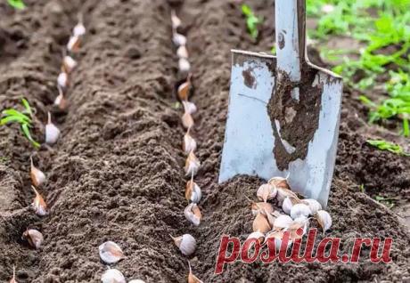 ЧЕСНОК — САДИМ ВЕСНОЙ

Излишки чеснока, которые не были израсходованы за зиму, лучше всего разобрать на дольки, очистить от чешуи и сразу же замочить в любом стимулирующем рост растворе на 7- 9 часов. После этого необходимо взять мягкую тряпку, смочить ее, отжать и сложить в нее дольки чеснока, завернуть и положить в полиэтиленовый пакет (но, ни в коем случае плотно не прикрывать).

Все это убрать в холодильник. Обычно чеснок для посадки к весне заготавливают за месяц до п...