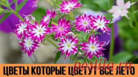 Даже и не думала, что эти цветы будут радовать меня своим цветением всё лето Цветоводам на заметку