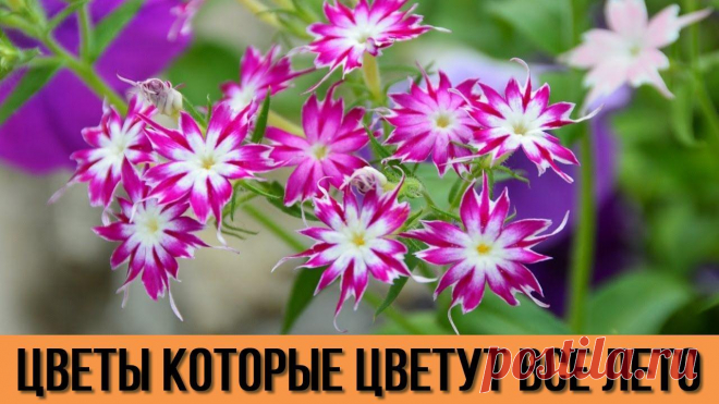 Даже и не думала, что эти цветы будут радовать меня своим цветением всё лето Цветоводам на заметку
