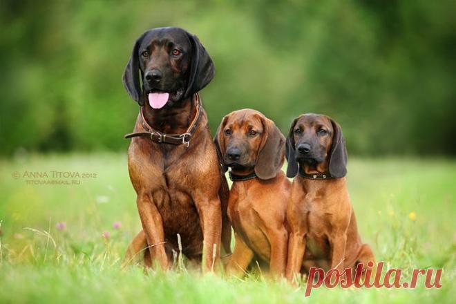 Собаки, которые гордятся своим чудесным потомством