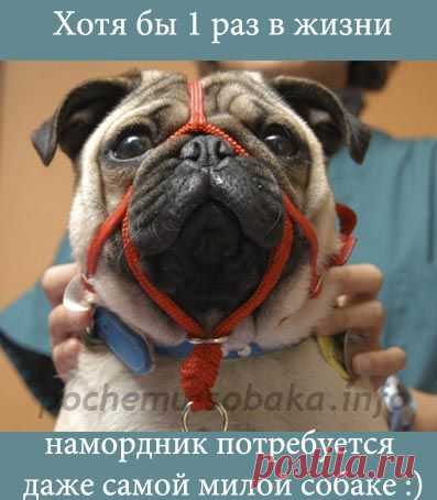 Намордник для вашей собаки: как выбрать и приучить