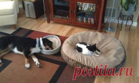 Повесть о скромной собаке и нескромном коте