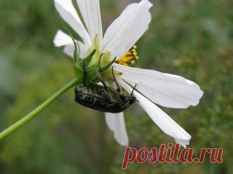 Природа