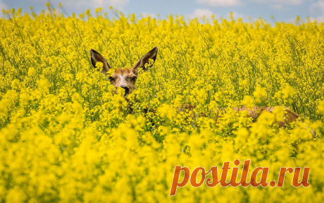 Мой Мир@Mail.Ru