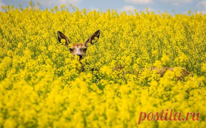 Мой Мир@Mail.Ru