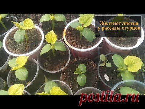 Желтеют листья у рассады огурцов