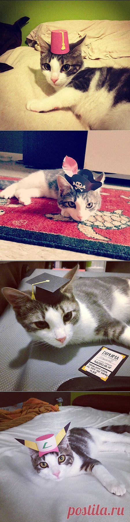 (+1) - Трехлапый котенок Безумного Шляпника (ФОТО) | САМЫЙ СОК!