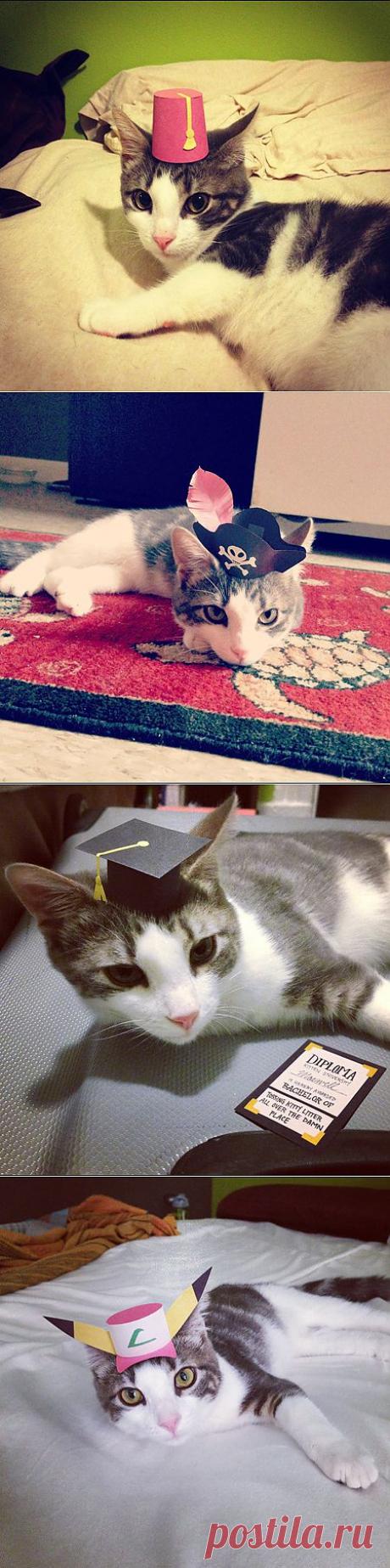 (+1) - Трехлапый котенок Безумного Шляпника (ФОТО) | САМЫЙ СОК!