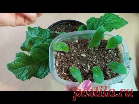 Стрептокарпусы! Выращивание и уход!