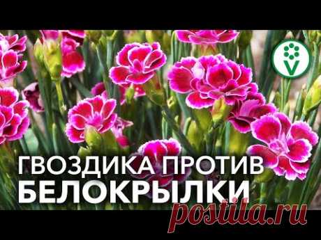 НАТУРАЛЬНОЕ СРЕДСТВО ОТ БЕЛОКРЫЛКИ, ТЛИ И ДРУГИХ ВРЕДИТЕЛЕЙ. Раствор для сада и дома