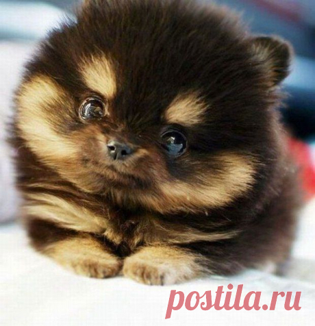 михаил