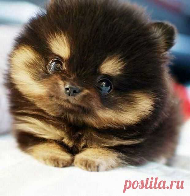 михаил