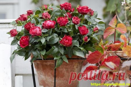 Выращивание роз в комнате и на балконе