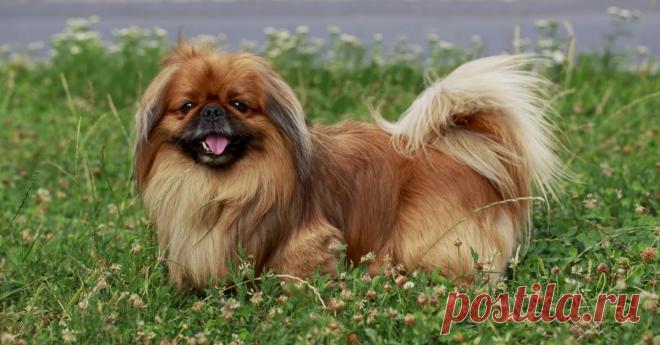 Собаки породы пекинес ( 100 картинок )