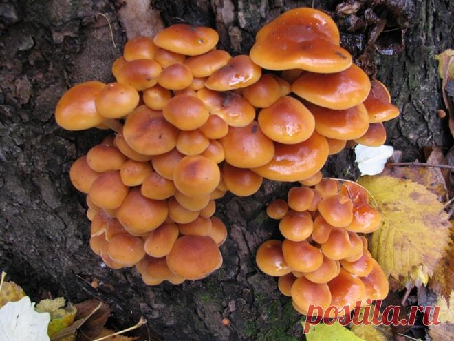 Фламмулина - съедобный зимний гриб