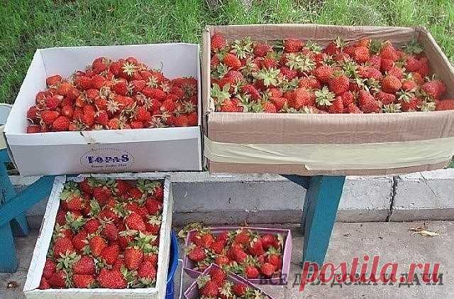 4 лучших удобрения для земляники садовой или клубники, как по старинке 
называют эту ягоду некоторые дачники.
1. Куриный помет хорош тем, что содержит высокий процент азота, без 
которого ягода не способна произвести крупных, сочных и сладких плодов. 
Используется куриный помёт в качестве подкормки в жидком виде. 
Стандартный расчёт 1 литр птичьего помёта на 10 литров воды, чтобы не 
сжечь растение приготовленный раствор должен простоять около трёх дней.
2. Кисломолочные п...