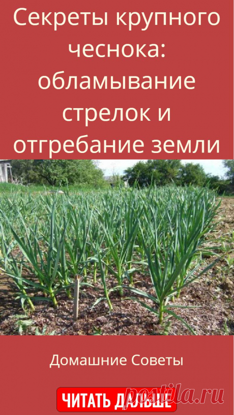 Секреты крупного чеснока: обламывание стрелок и отгребание земли