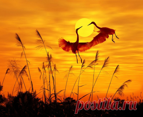 birds sunlight sunset sky flying birds птицы солнечный свет закат небо летающих птиц HD обои для ноутбука