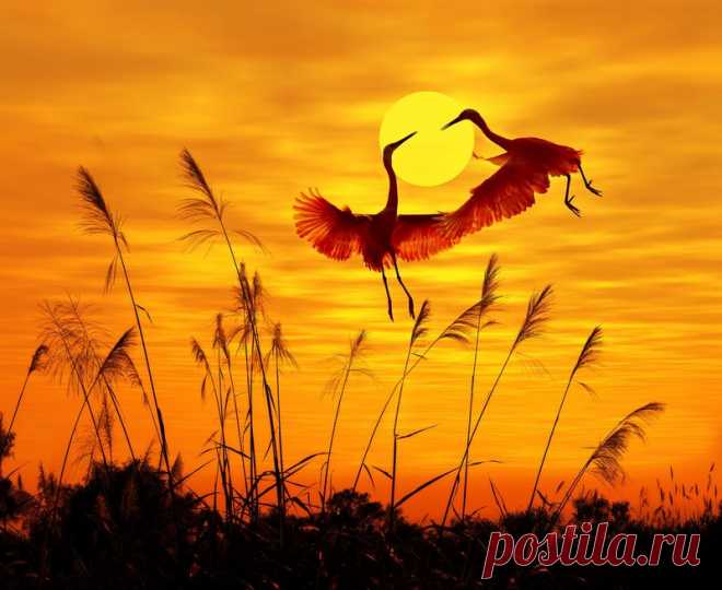 birds sunlight sunset sky flying birds птицы солнечный свет закат небо летающих птиц HD обои для ноутбука