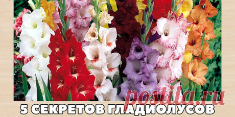 5 СЕКРЕТОВ ГЛАДИОЛУСОВ

Эти красавцы с мощными стеблями и крупными цветами давно занимают ведущее место в российских садах. Но не у всех они удаются. А все потому, что им не обеспечили должных условий.

На самом деле уход за гладиолусами несложен. Просто надо учесть некоторые моменты.

5 секретов гладиолусов

1. Выбирайте русские сорта. Опытные садоводы давно подметили, что, например, большинство североамериканских сортов в наших условиях часто болеют и не дают полноценных...