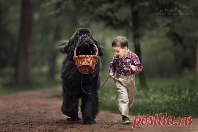 35PHOTO - Андрей Селиверстов - Маленькая Лиза и её большие друзья Леонбергеры