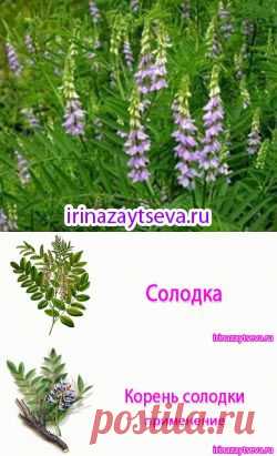 Солодка - лекарственная сладость. Корень солодки. Применение | Блог Ирины Зайцевой