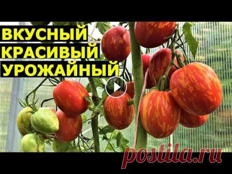 Томат Пасхальное яйцо   описание сорта Описание сорта томата Пасхальное яйцопочта - natali@vogorode.proПомощь каналу, карта Сбербанка - 4276 3800 7513 3459На канале: Наталья Сморчкова и дру...