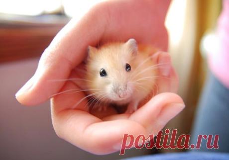 Little baby Hamster