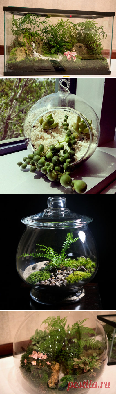 Растения в аквариуме – заводим флорариум | happyflora.ru