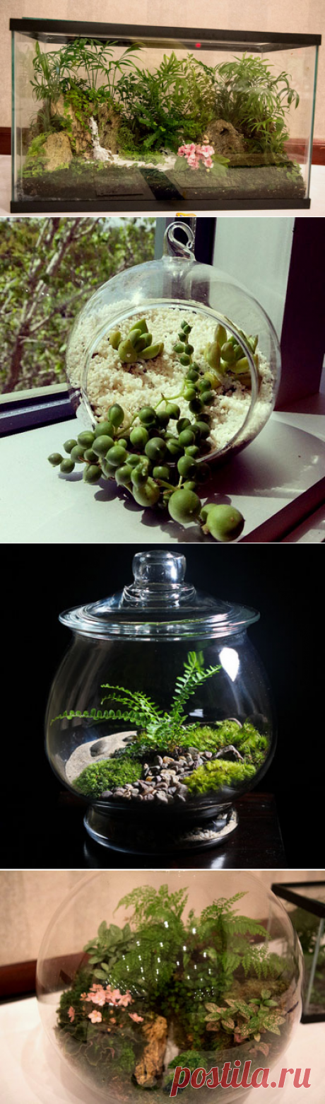 Растения в аквариуме – заводим флорариум | happyflora.ru