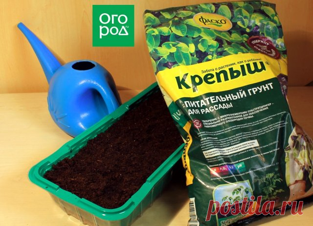 Почему рассада вытягивается и как это остановить