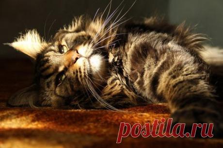 Советы по ремонту владельцам домашних животных — Мой дом