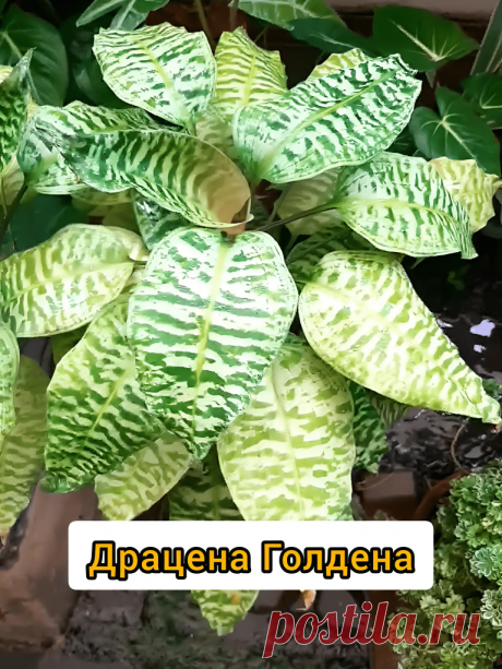Драцена Маргината: Советы по уходу и выращиванию комнатного растения &amp;#8211; Agro-Info