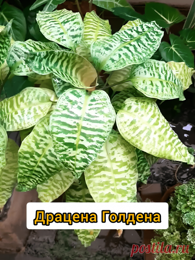 Драцена Маргината: Советы по уходу и выращиванию комнатного растения &#8211; Agro-Info