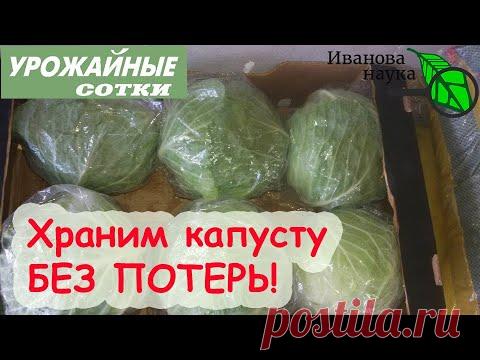 ВОТ ТАК НАДО ХРАНИТЬ КАПУСТУ БЕЗ ПОТЕРЬ! Проблемы капусты при хранении.