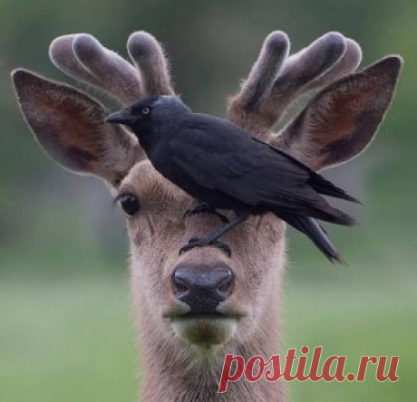 (1) Facebook