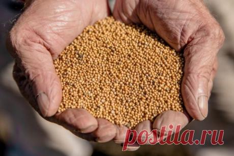 5 самых быстрых сидератов для осени и особенности посева | Почва и плодородие (Огород.ru)