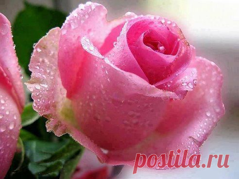 Что такое добро?
Это счастья кусочек,
Это свежего воздуха, ветра глоточек.
Ты его подари, и оно возвернется,
У кого-то сильней просто сердце забьется.
Не купить это слово и не продать,
Подарить его можно иль просто отдать...
Безвозмездно,
Не требуя денег обратно,
Это все очень просто и очень понятно.
Я сегодня хочу подарить всем добро,
Как вам, люди, на сердце -
Стало тепло?
Пусть же каждый его ощутит, улыбнется,
И улыбкой оно к вам тот час же 
вернется.
С ЛЮБОВЬЮ
•••