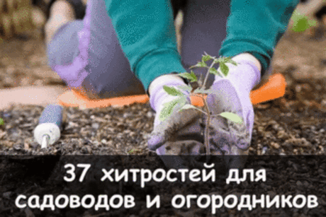 37 ХИТРОСТЕЙ ДЛЯ САДОВОДОВ И ОГОРОДНИКОВ
1. Свекла любит полив методом дождевания и частые, но осторожные рыхления.
2. После второго прореживания свеклу подкармливают минеральными удобрениями.
3. Лучше всего свекла растет на нешироких грядках, шириной в 3 ряда максимум с расстояниями между растений от 15-17 см.
4. Пока у моркови не появились всходы, ее поливают регулярно. Когда появятся всходы, их 12-15 дней лучше не поливать, за исключением засушливых дней. Это дает возможность корням уйти как
