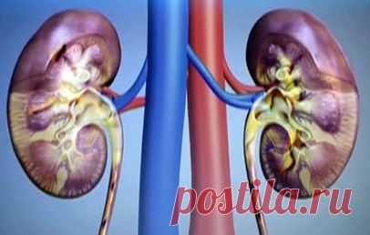 Очищаем почки легко и с удовольствием! Продолжение