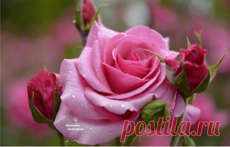 Мой Мир@Mail.Ru