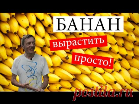 Как вырастить банан в домашних условиях