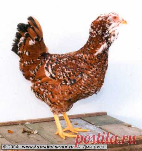 Породистые куры и петухи разных мастей. Красавцы.